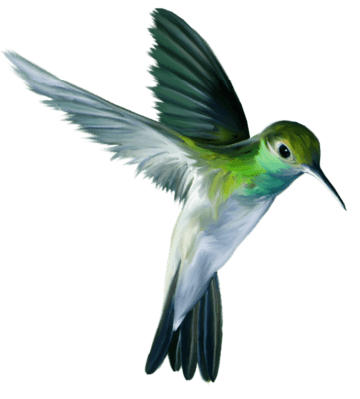 Colibrí